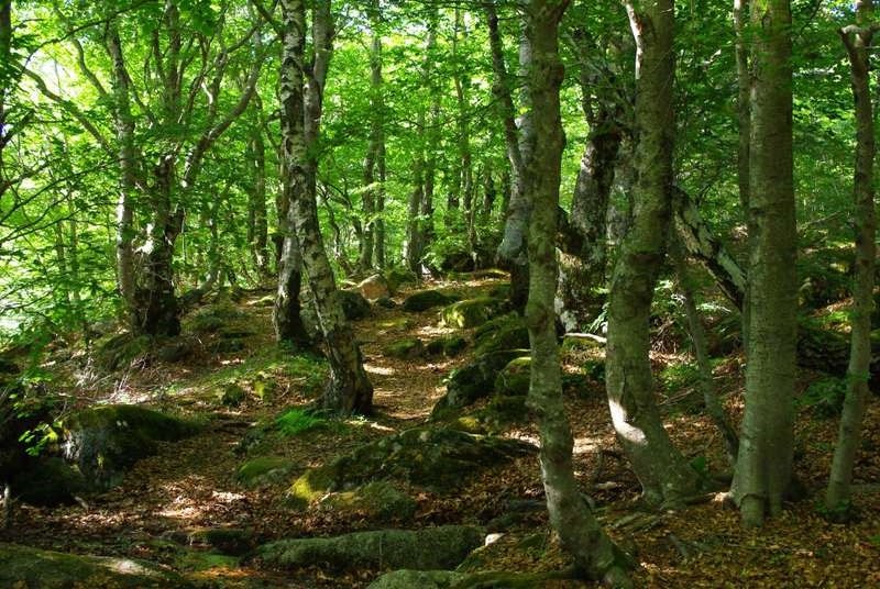 Sous-bois du Mont Lozère